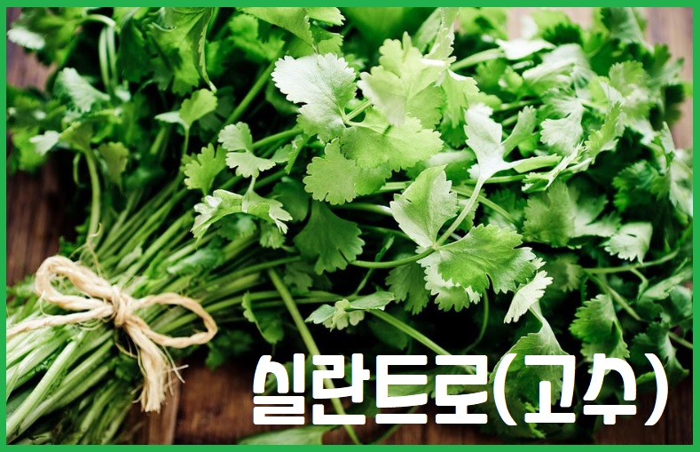 실란트로 (고수)