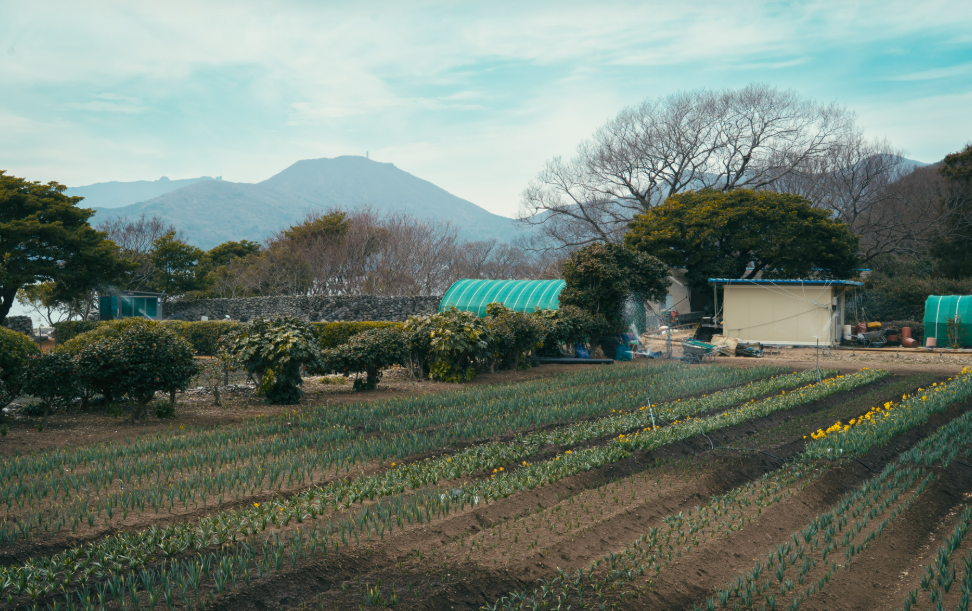 공곶이 수선화11