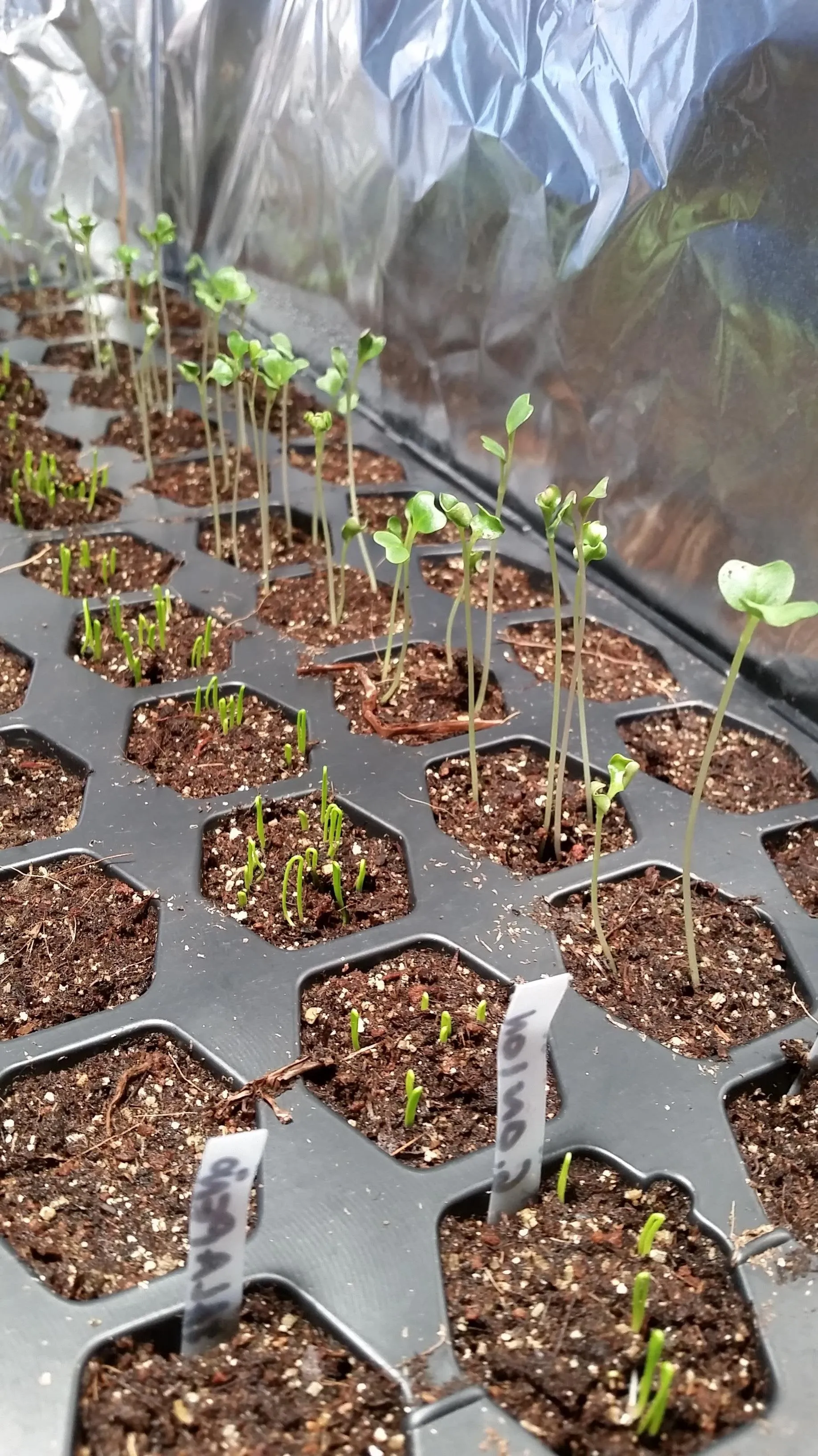 브뤼셀스프라우트 재배 육묘 포인트 추대 방지 수확 팁_8