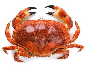 꽃게철, 꽃게찜 찌는 시간, 꽃게 손질 방법