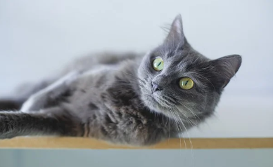 세계 고양이의 날