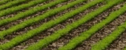 Tile 14