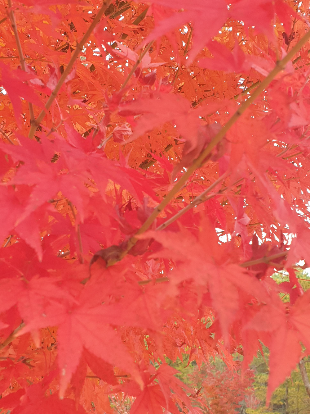 연 붉은 색으로 변한 단풍잎. 가느다란 단풍가지에 풍성하게 달린 단풍잎들