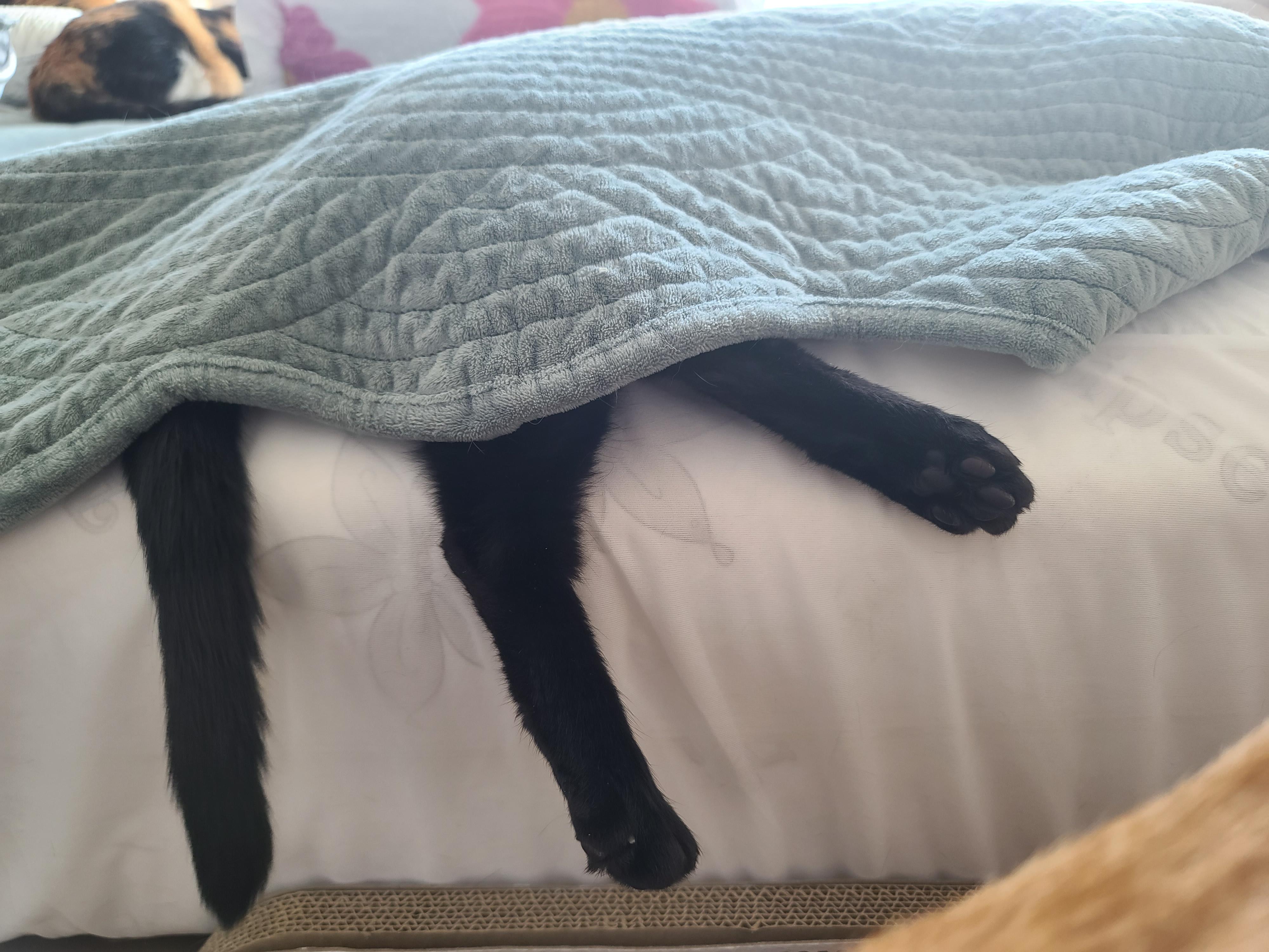 평안한 일요일 아침 아홉냥이들. 고양이를 불러모으는 전기장판.