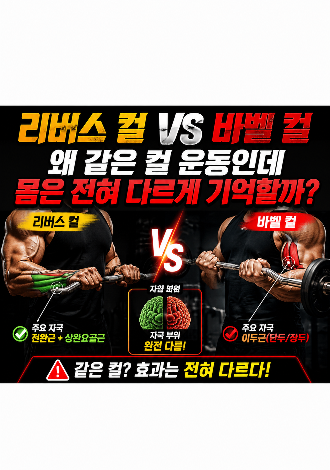 리버스 컬 vs 바벨 컬:왜 같은 컬 운동인데 몸은 전혀 다르게 기억할까