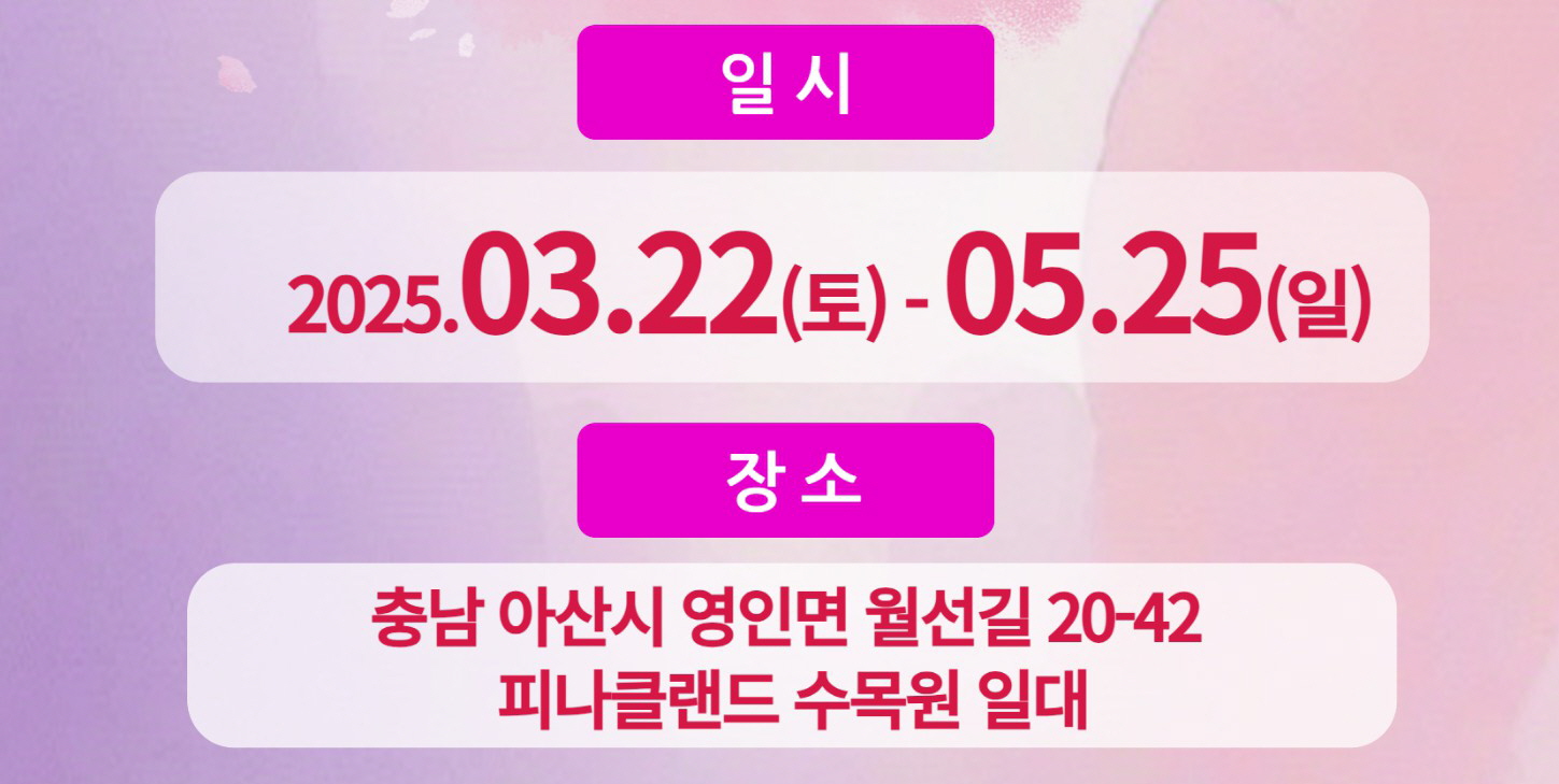 피나클랜드 백만송이 튤립 수선화 봄꽃대향연