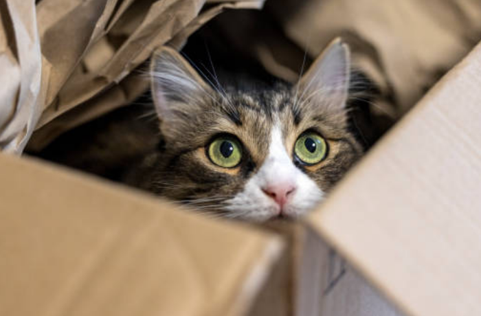 애완동물을 맡기는 꿈