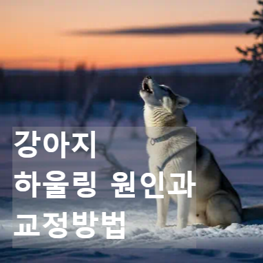 강아지가 하울링 하는 이유와 교정방법