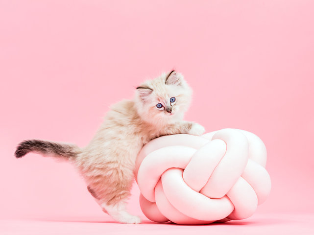 고양이 꿈 해몽 풀이 100가지 총 정리 