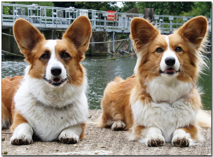 앉아있는 두마리 웰시코기