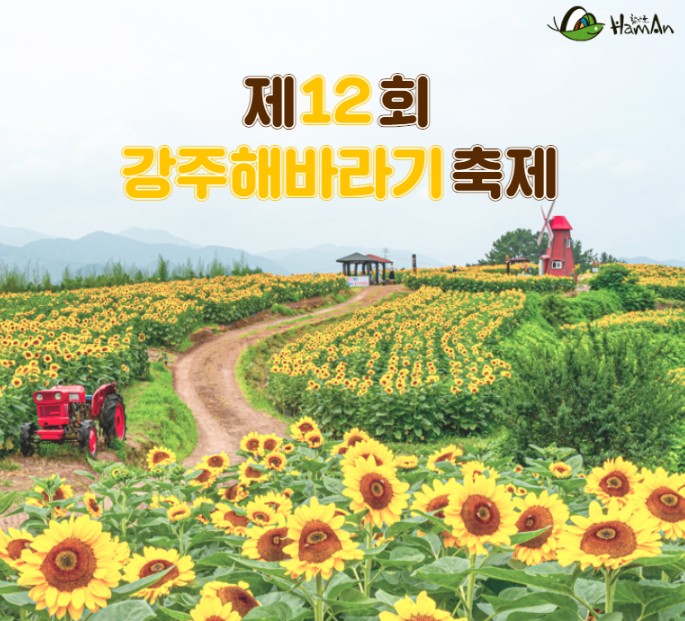 강주 해바라기 축제 소개