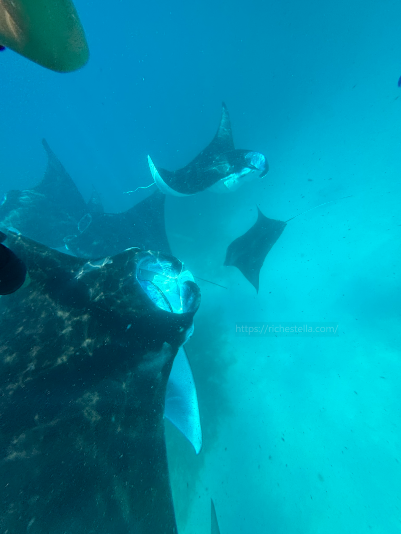 만타가오리 스노쿨링