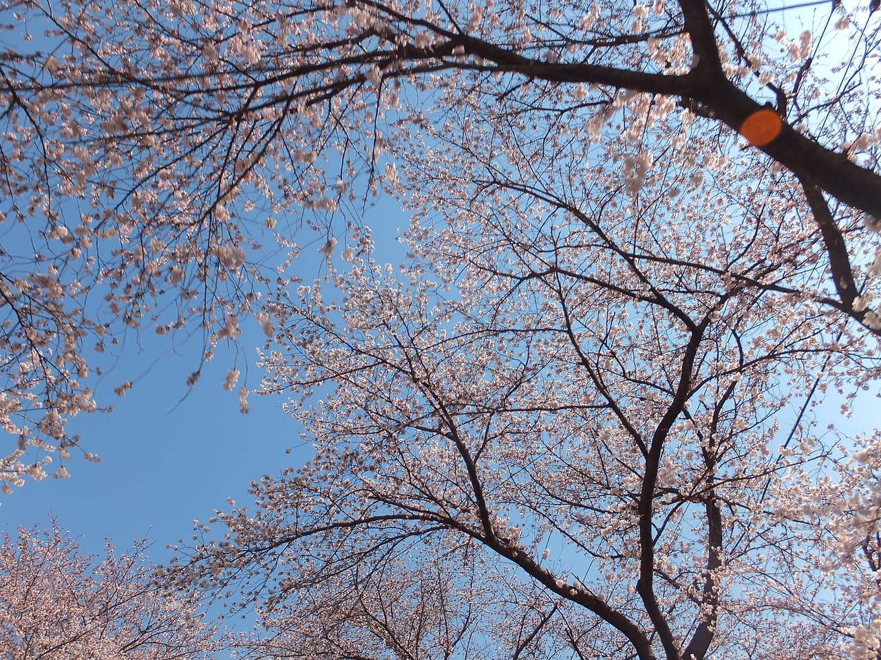 썬루프를 열고 바라본 벚꽃