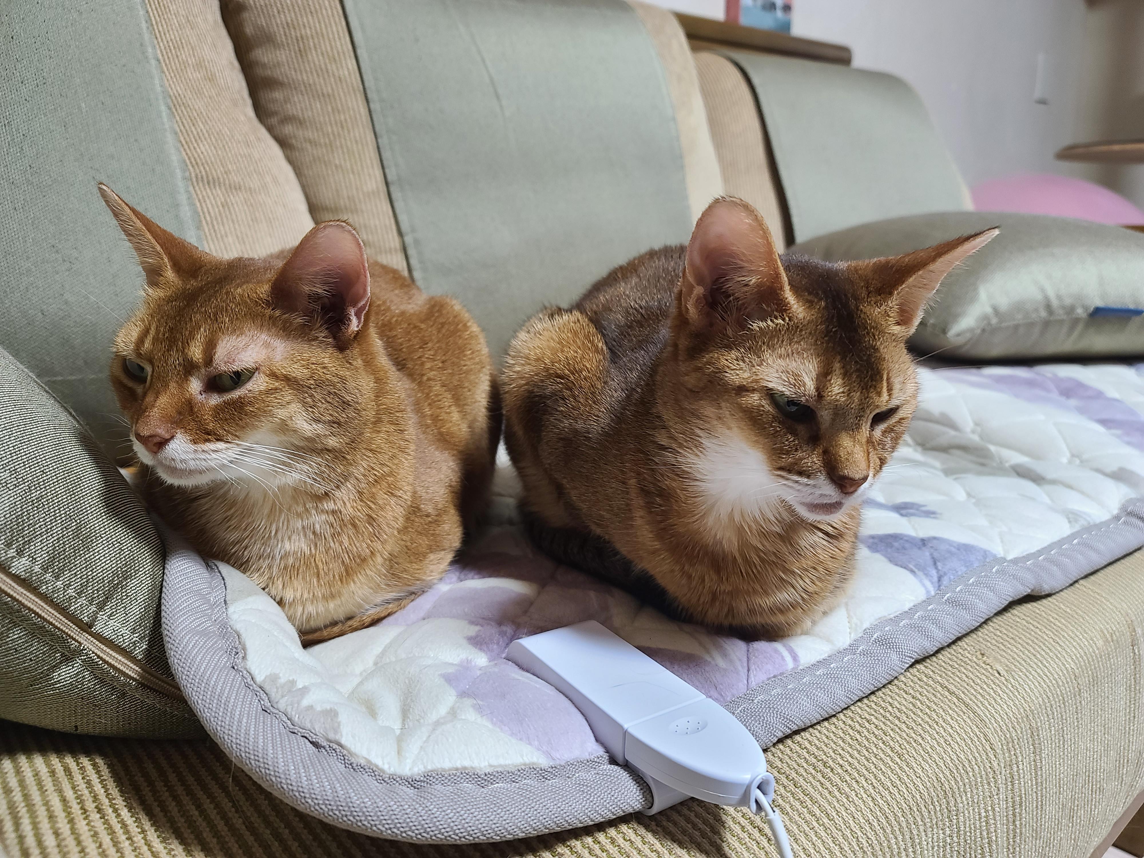 루나랑 루디는 지금 온몸으로 시위중...