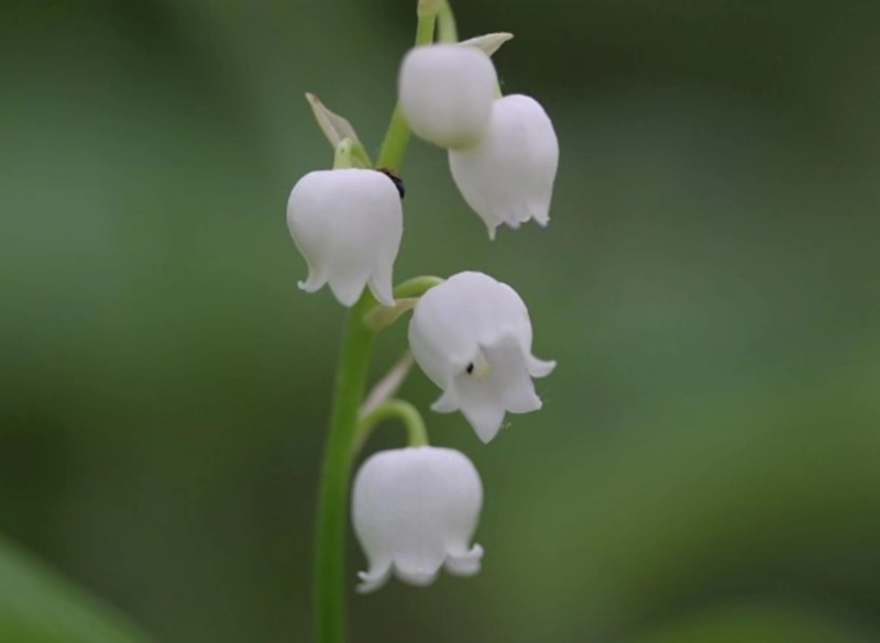 서인영 부케 은방울꽃