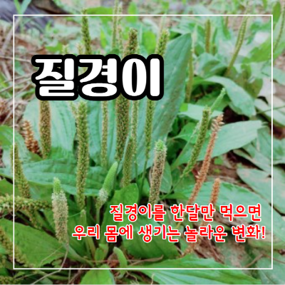 질경이 효능 12가지와 부작용 및 먹는 방법