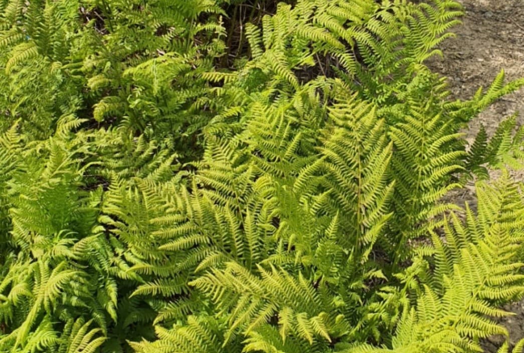 울릉도 산나물의 매력: 청정 자연이 빚은 봄의 선물 - 참고비
