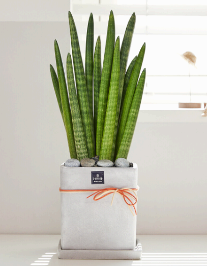 공기정화식물-스투키