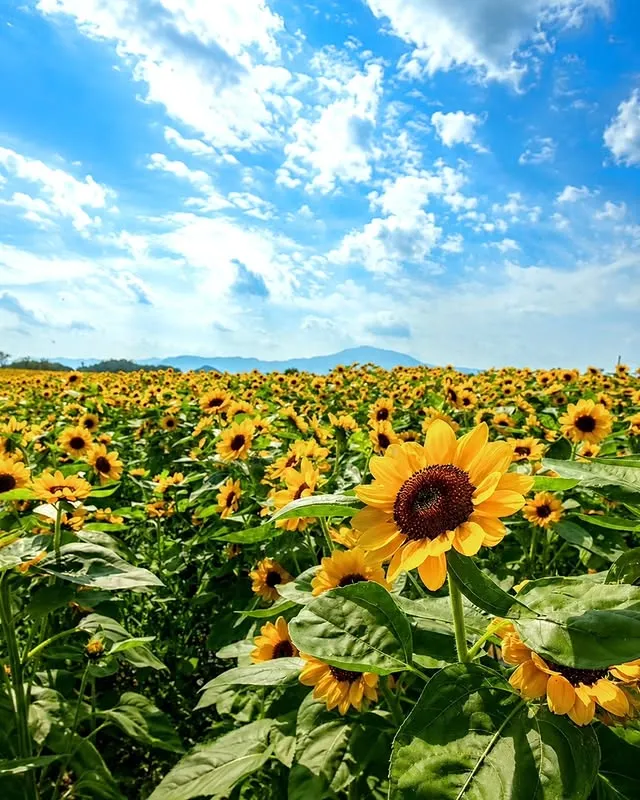 철원 고석정 꽃축제 살펴보기 5