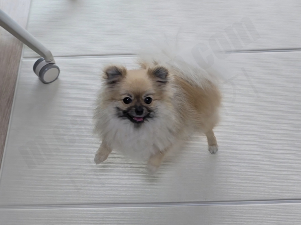 행복한 웃음을 짓는 강아지