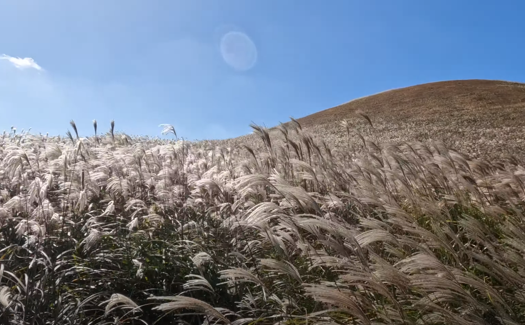가을 억새로 유명한 곳이라서 넣어본 사진입니다. 여름에는 억새가 없지만 푸른 잔디가 시야를 심심하게 두지는 않을 겁니다.