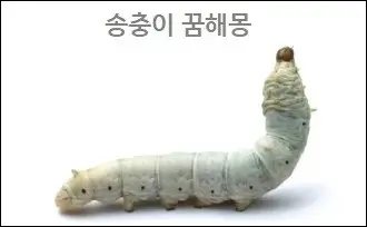 송충이 꿈해몽