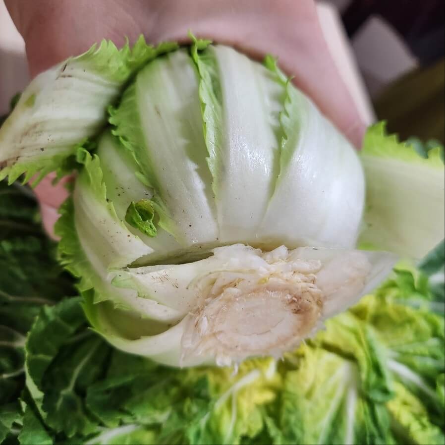 알토란 제철 봄동 봄 채소 맛있는 겉절이 만드는 법 깨알 팁