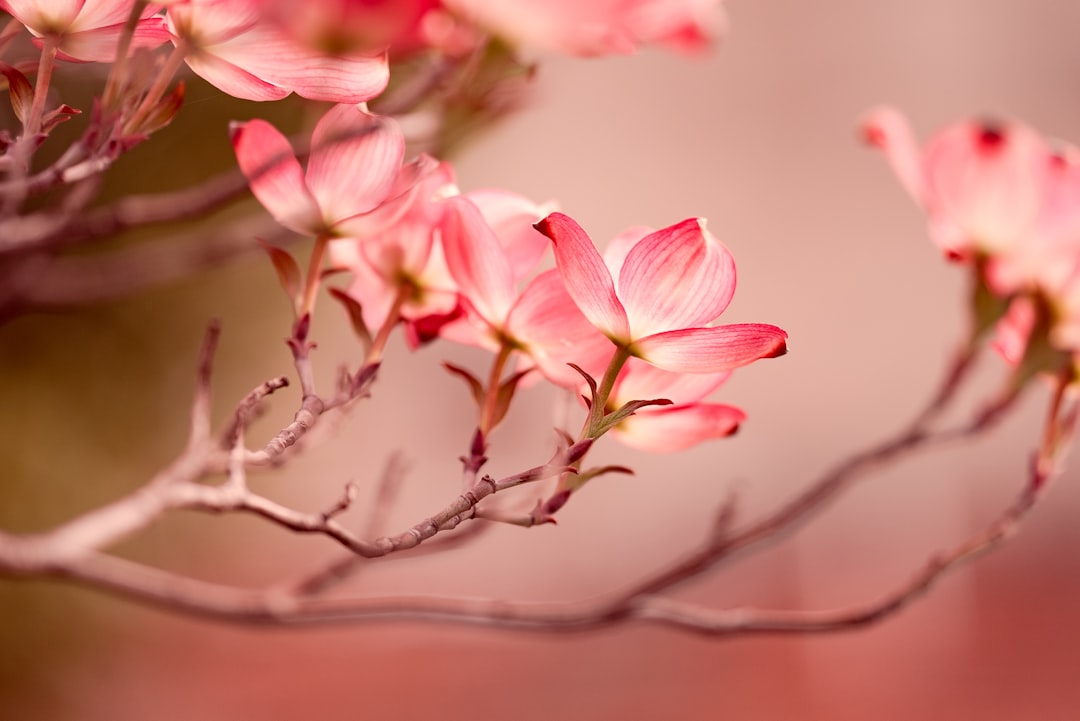 Cornus.