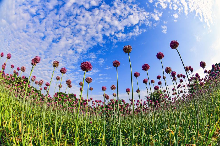 2025 공주 수국축제, 유구 색동 수국정원에서 즐기는 여름꽃 향연(6.27~29)