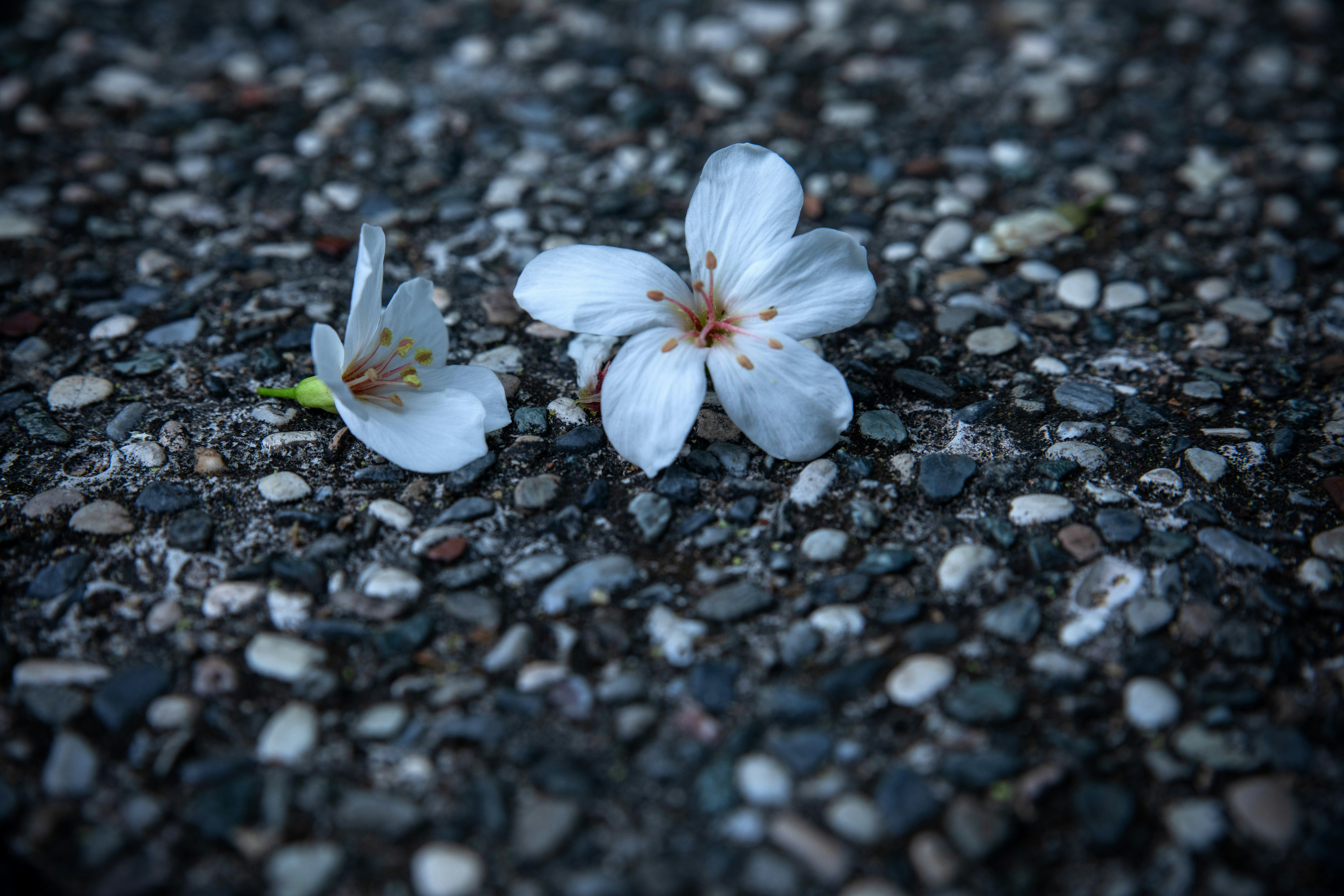 벚꽃이 흩날리는 길 위 작은 꽃잎 클로즈업 관련 사진