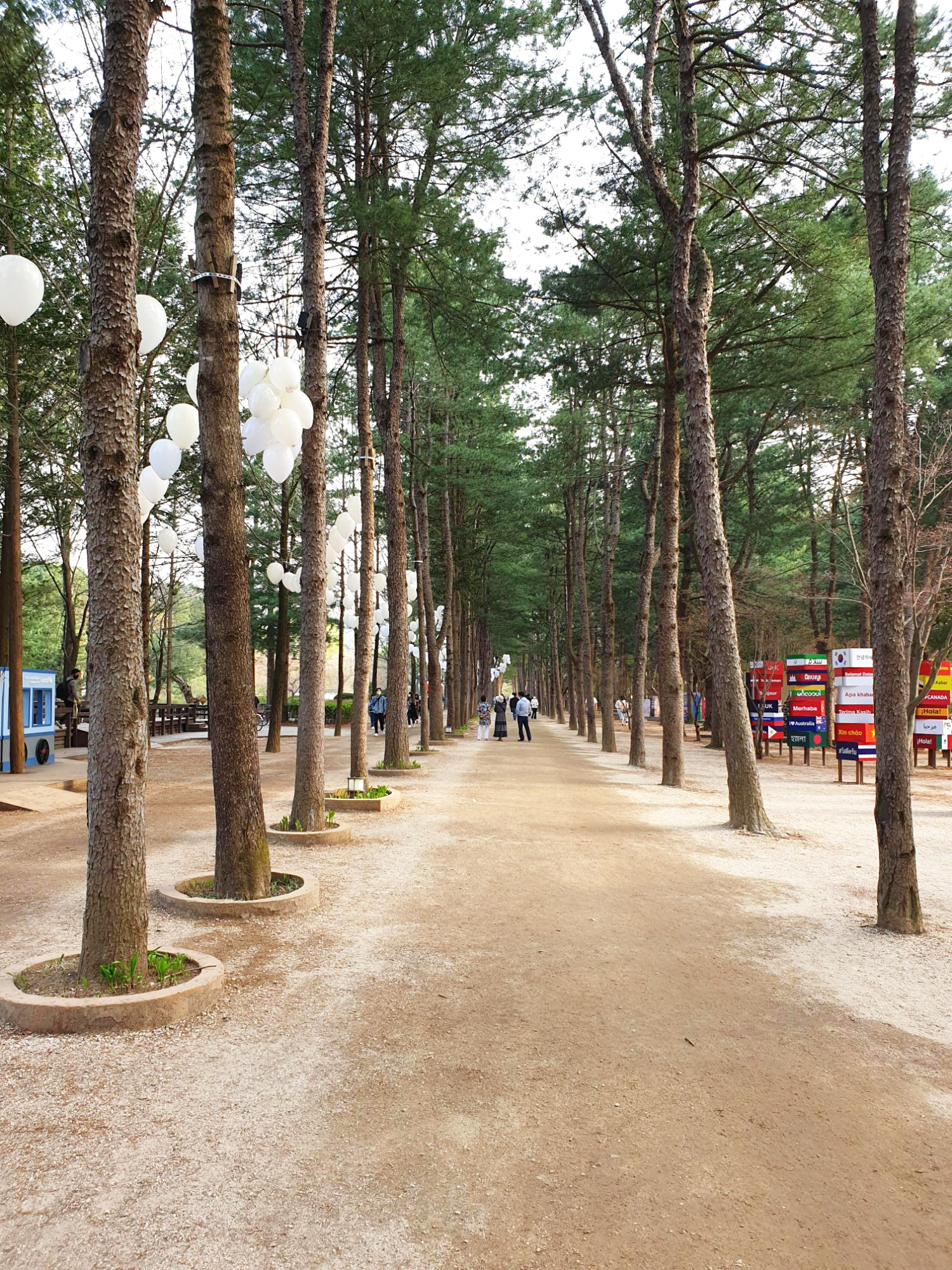 남이섬-길-옆에-있는-나무들