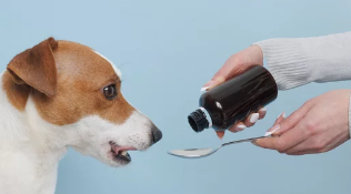 강아지사진/출처:어도비스톡