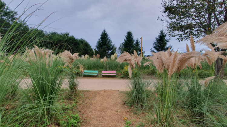 자라섬 꽃 페스타