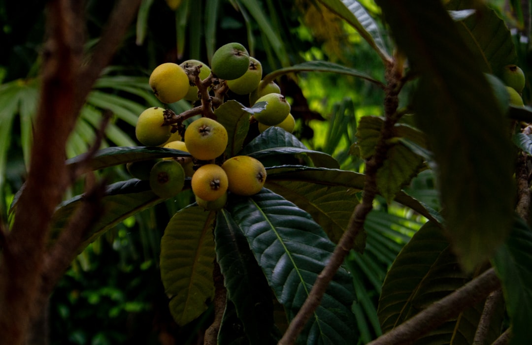 'Japonica'