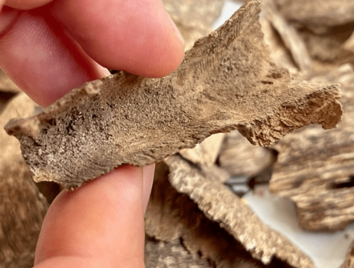 베트남 침향 부작용