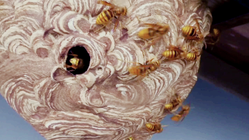 프로폴리스 효능