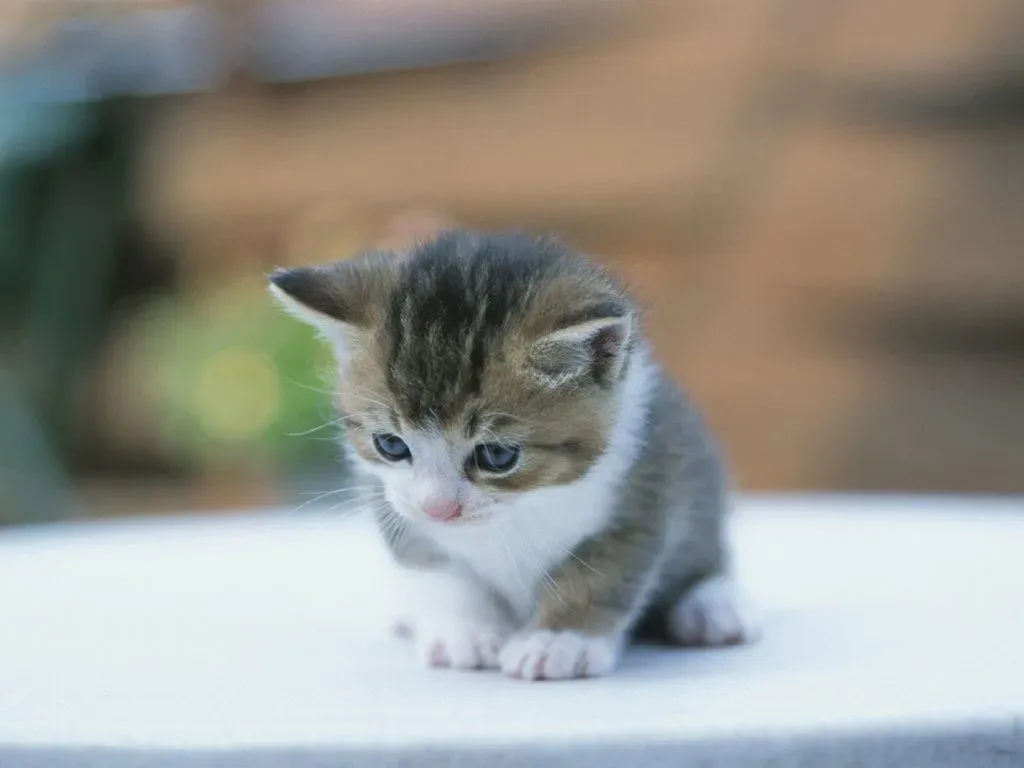 고양이 죽을 수 있는 3가지 증상과 응급 대처_1