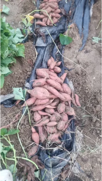 중부지방 고구마 수확시기 핵심 체크_16