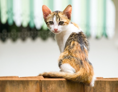 이쪽을 돌아보는 마른 고양이.