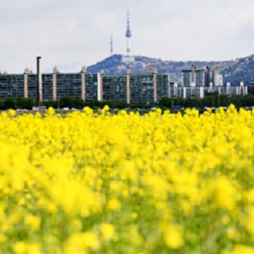 서울시 봄꽃길 175선 예상 개화시기 구간 길이 정보