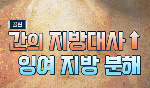 자이언트 파바빈 효능