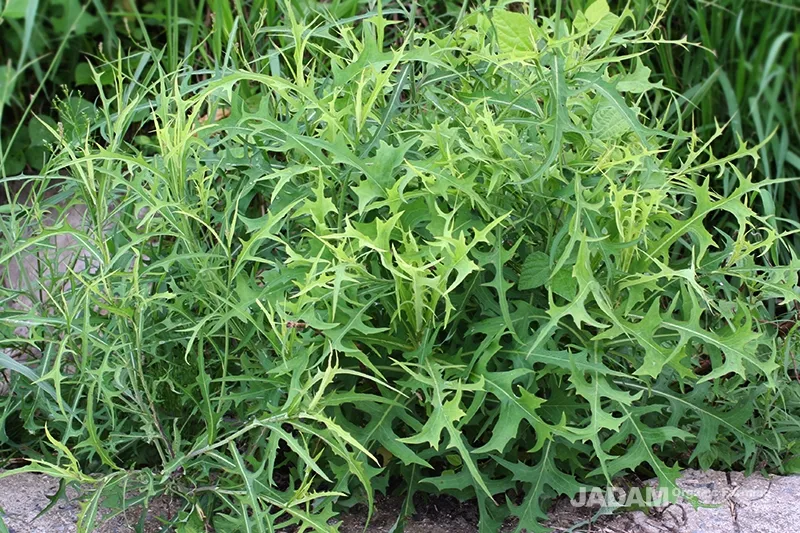 왕고들빼기 효능과 섭취시 주의사항 건강 정보_8