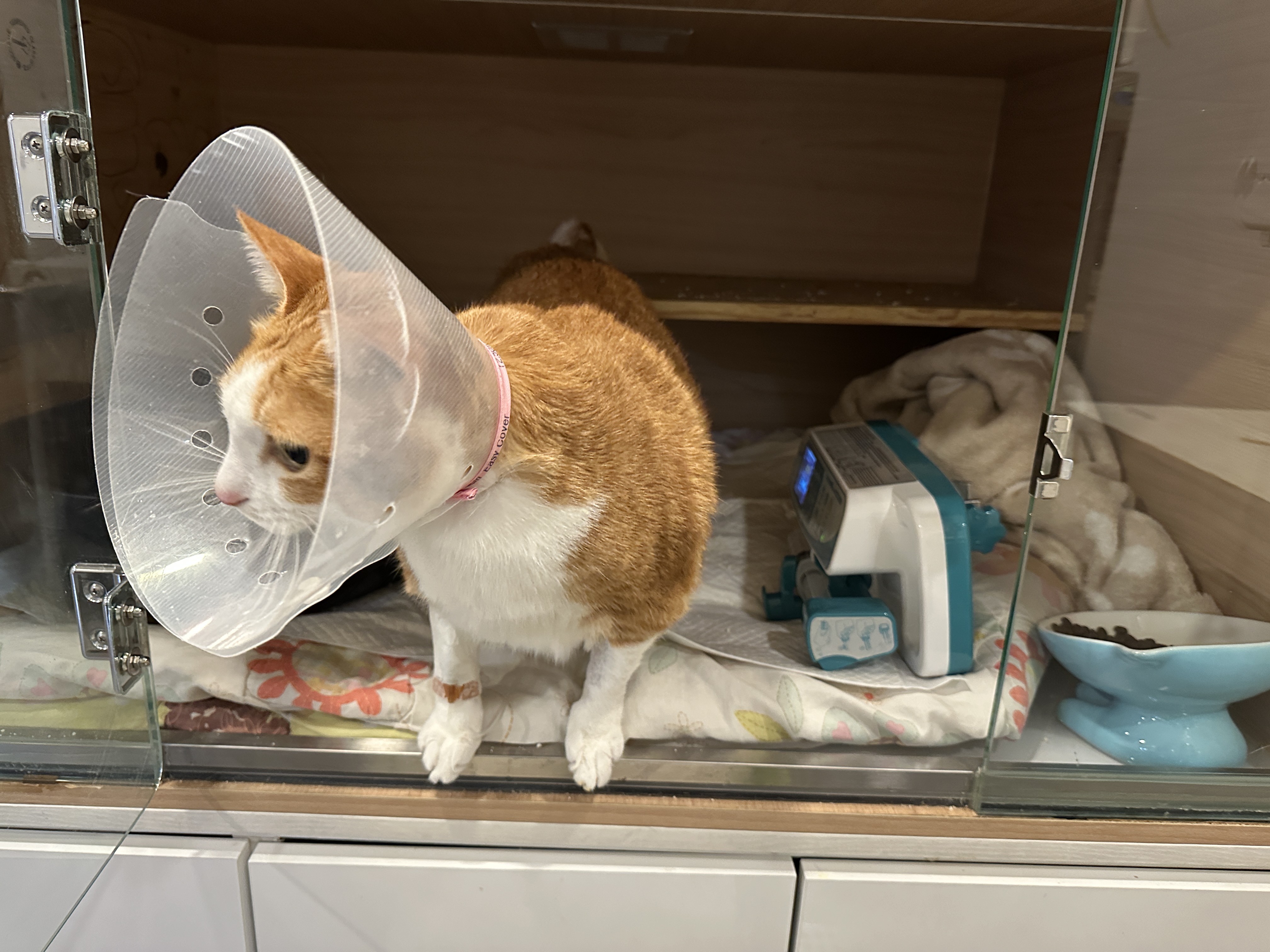 입원중인_호야_2