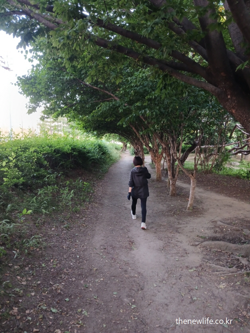 A person walking quietly on a soil path under trees – ideal terrain for knee joint health-흙길 위에서 조용히 걷는 사람 – 무릎 관절에 부담이 적은 걷기 환경