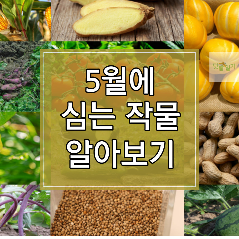 5월에 심는 작물 알아보기