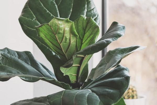 안구 운동 및 안마 기술로 눈 건강 향상