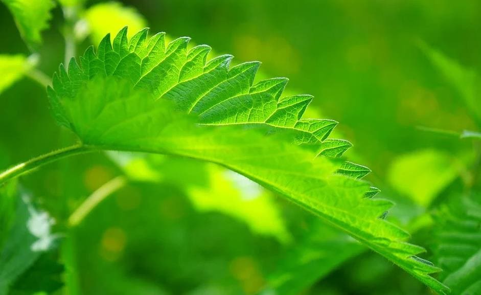 모링가 효능 소개