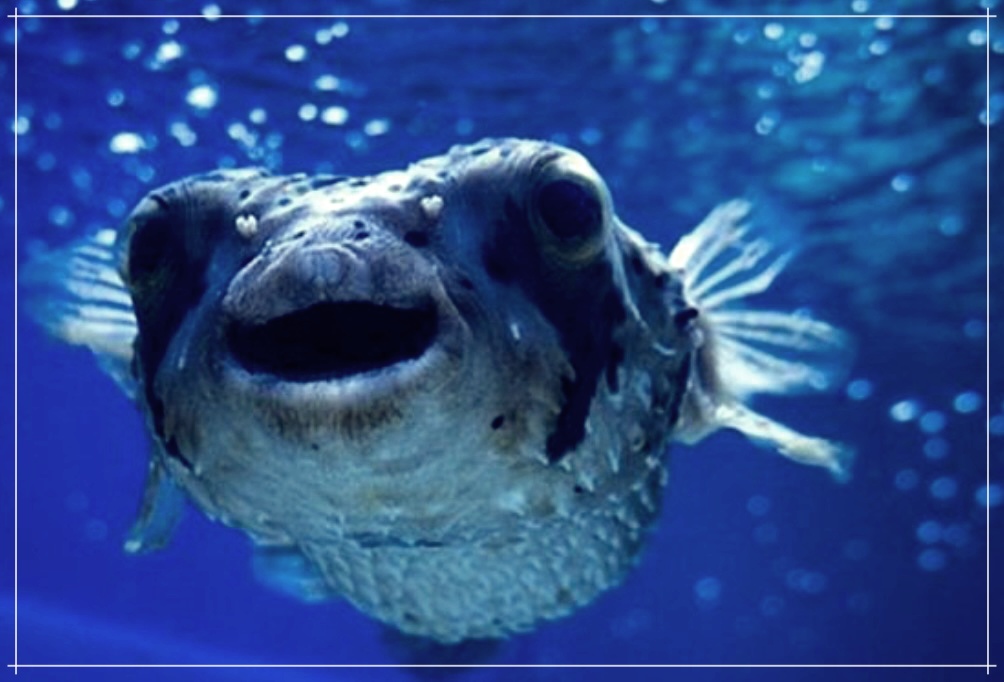 복어의 효능, 효과 그리고 부작용에 대한 자세한 분석