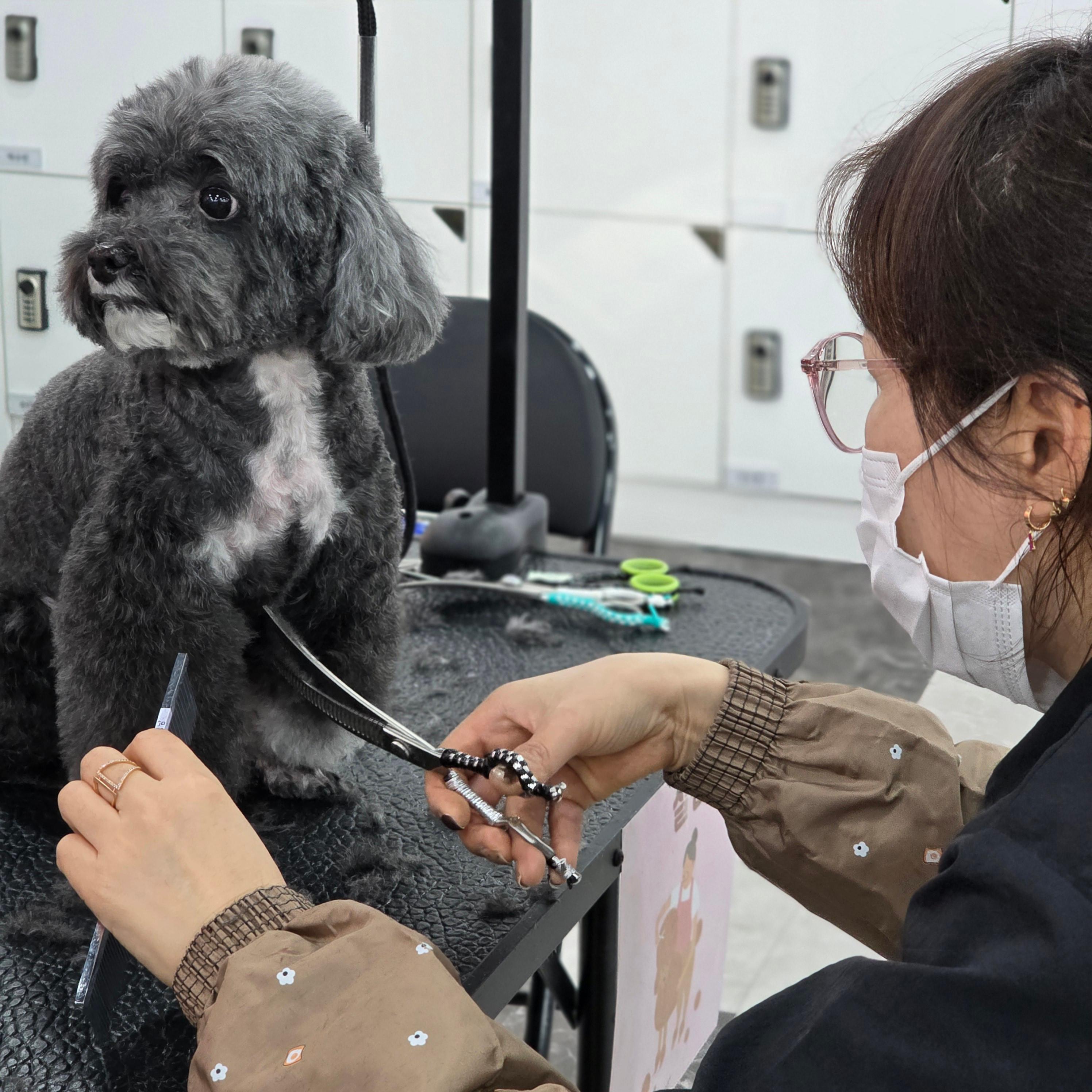 구미애견미용국비