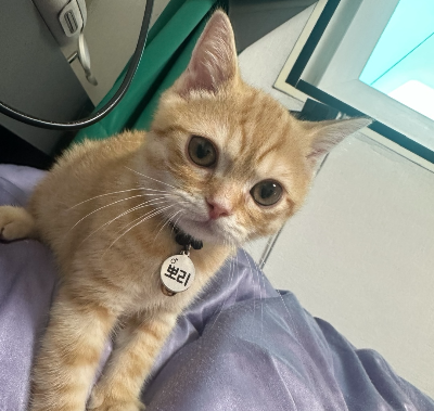 보라색 침구 위에 기대 앉아서 카메라를 빤히 쳐다보는 귀여운 아기 치즈 고양이 클로즈업, 이름 짓기 고민중